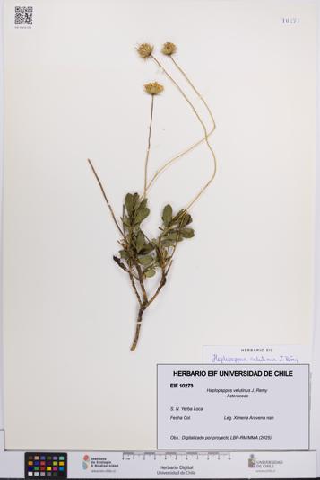 Haplopappus velutinus [Espécimen: UCH:EIF:0010273]