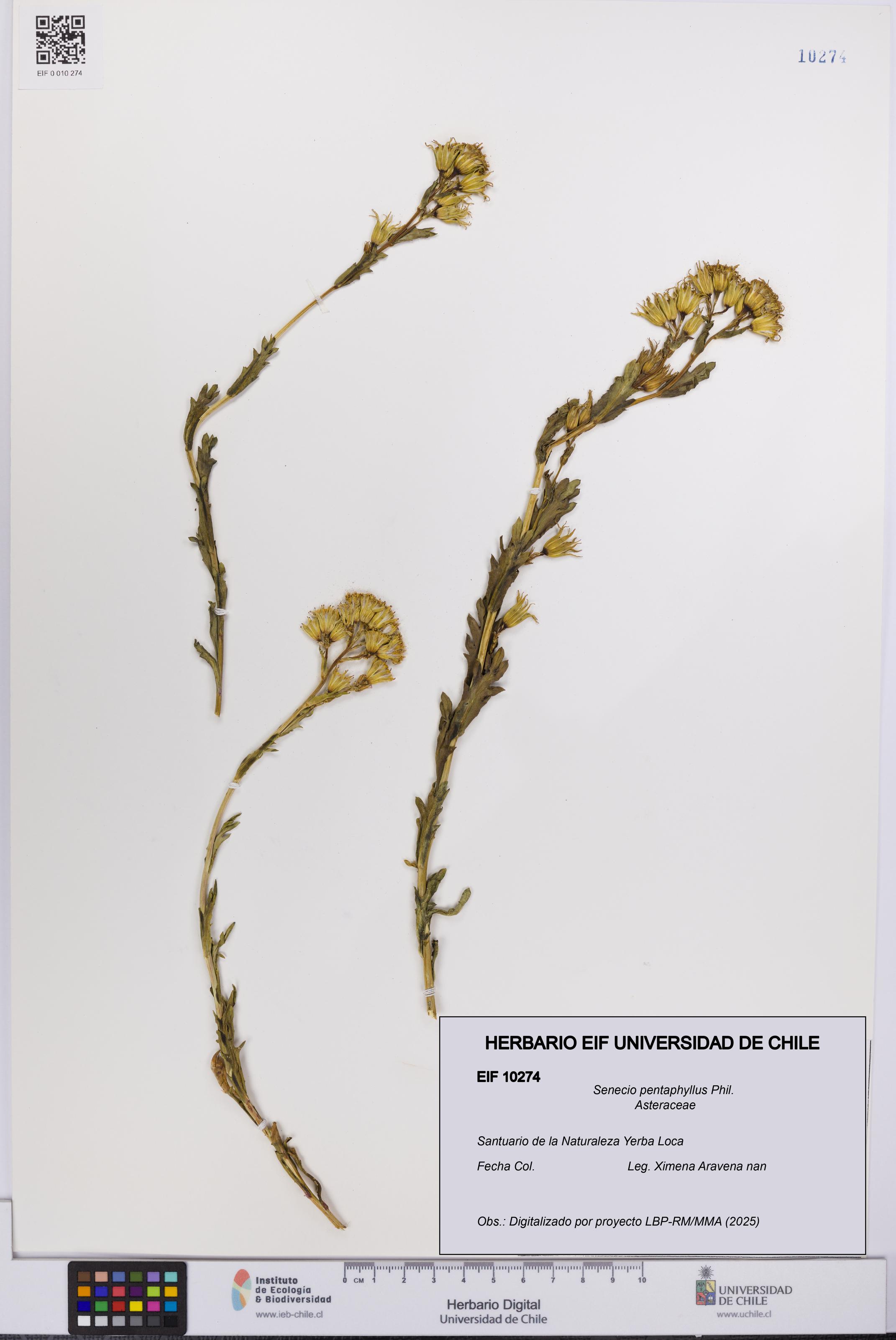 Senecio pentaphyllus [Espécimen: UCH:EIF:0010274]