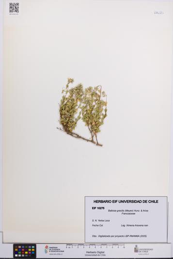 Balbisia gracilis [Espécimen: UCH:EIF:0010275]