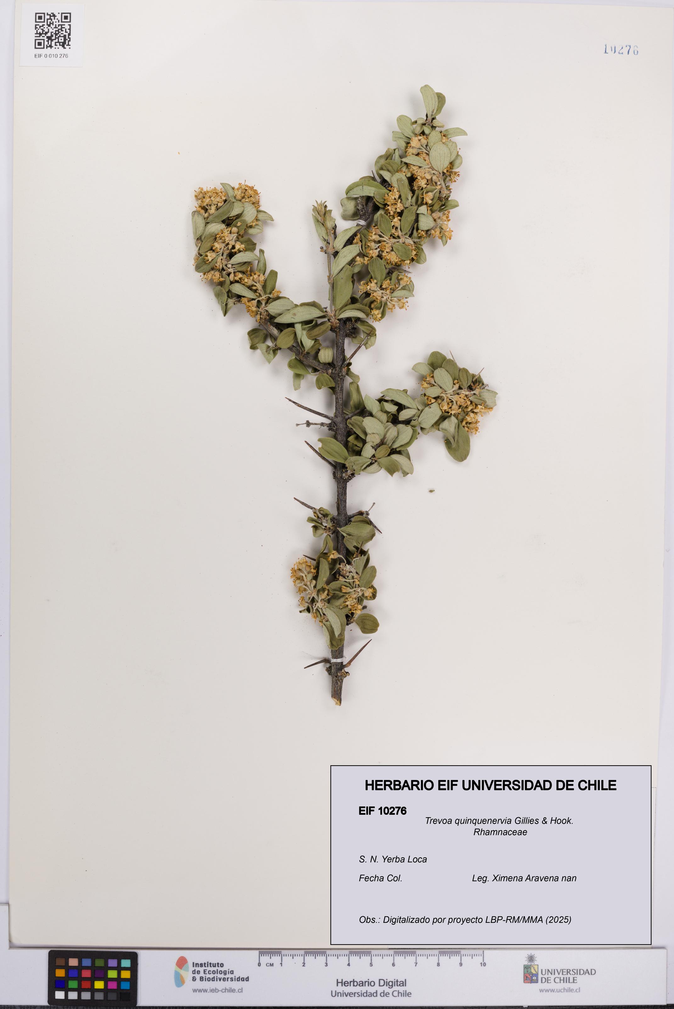 Trevoa quinquenervia [Espécimen: UCH:EIF:0010276]