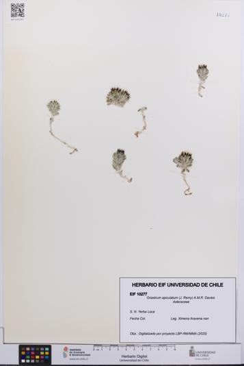 Oriastrum apiculatum [Espécimen: UCH:EIF:0010277]