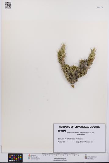 Nassauvia axillaris [Espécimen: UCH:EIF:0010278]