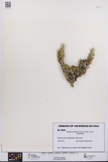 Nassauvia axillaris [Espécimen: UCH:EIF:0010278]