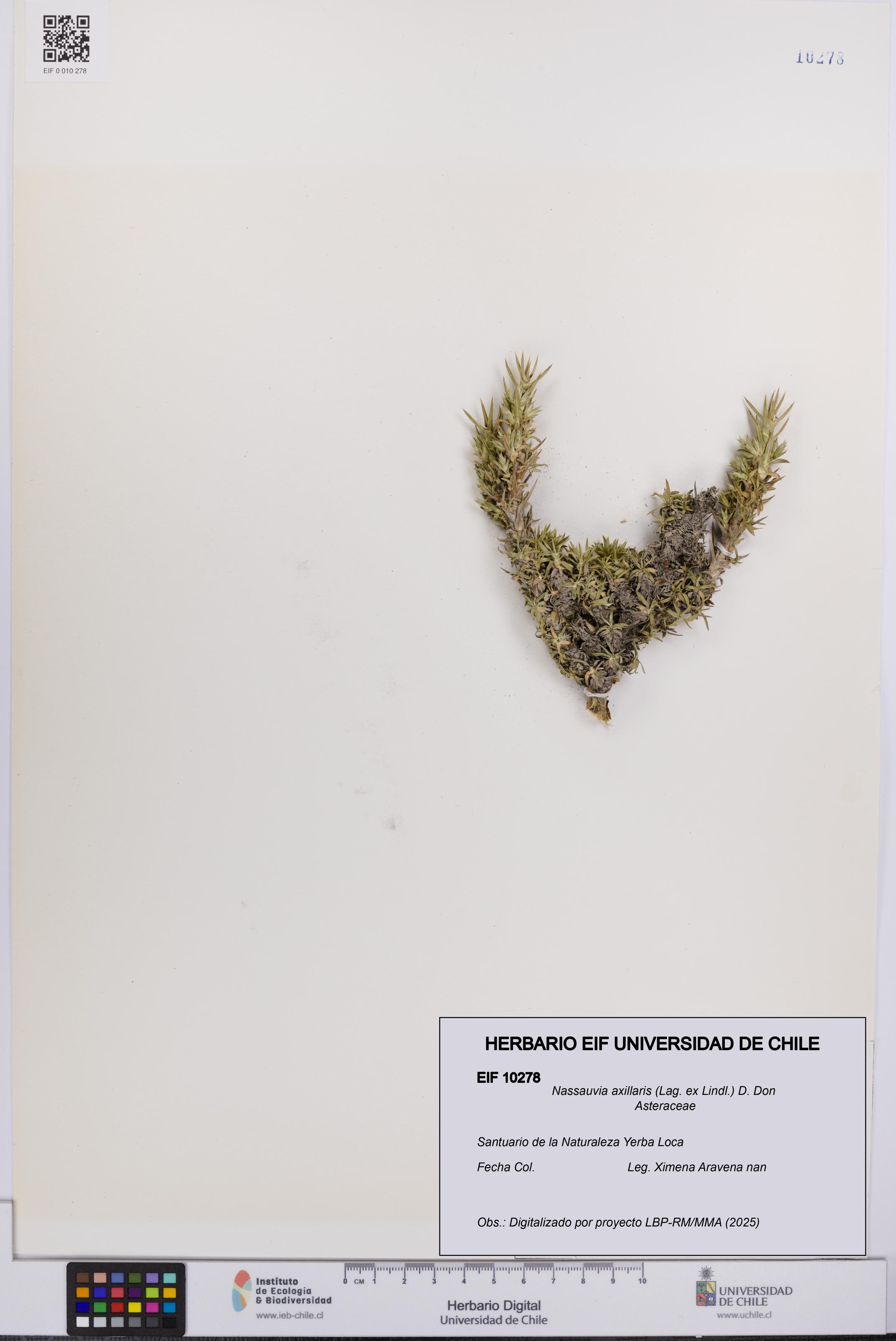 Nassauvia axillaris [Espécimen: UCH:EIF:0010278]