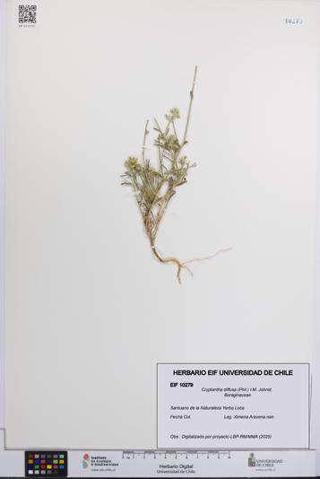 Cryptantha diffusa [Espécimen: UCH:EIF:0010279]