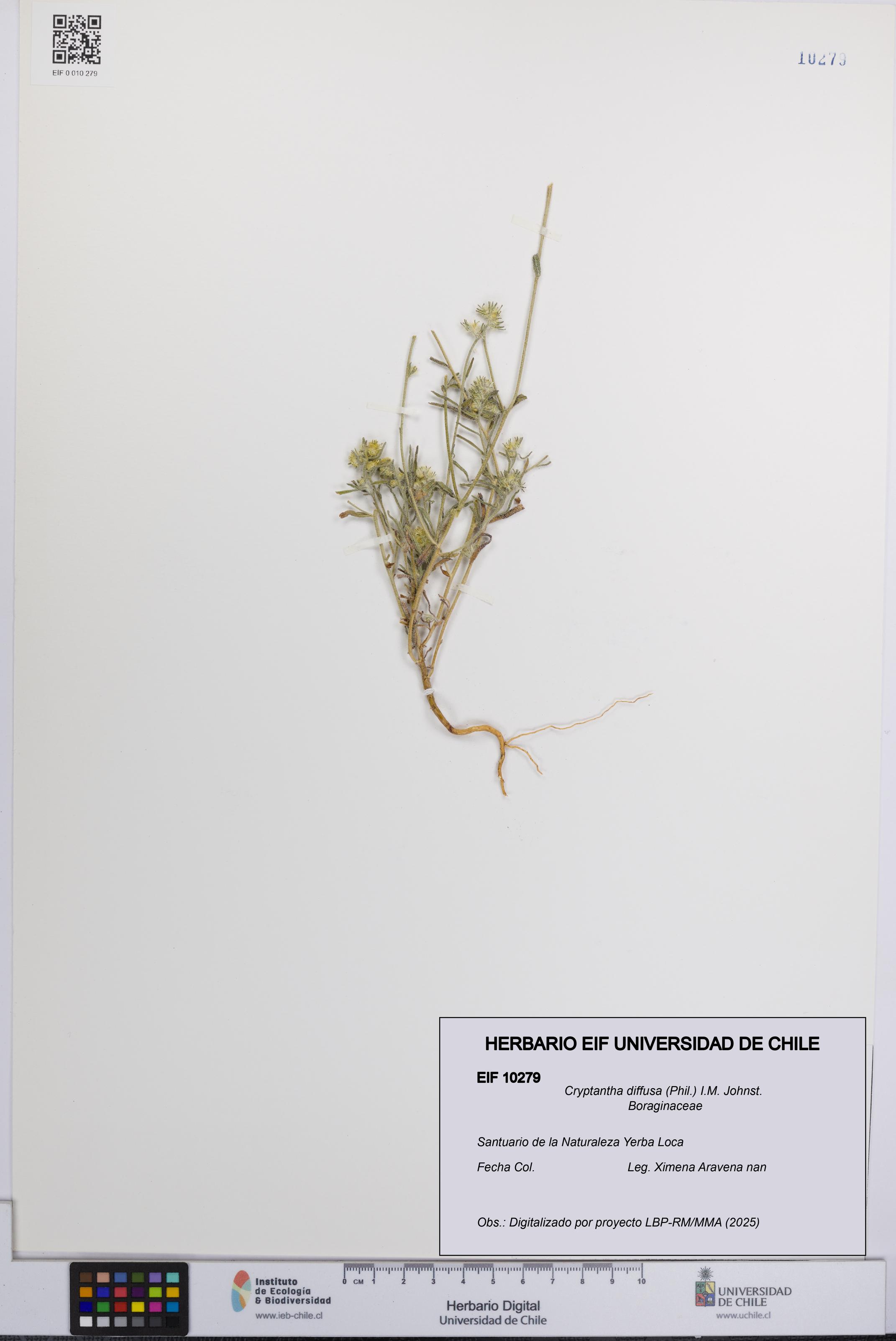 Cryptantha diffusa [Espécimen: UCH:EIF:0010279]