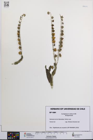 Cynoglossum creticum [Espécimen: UCH:EIF:0010281]