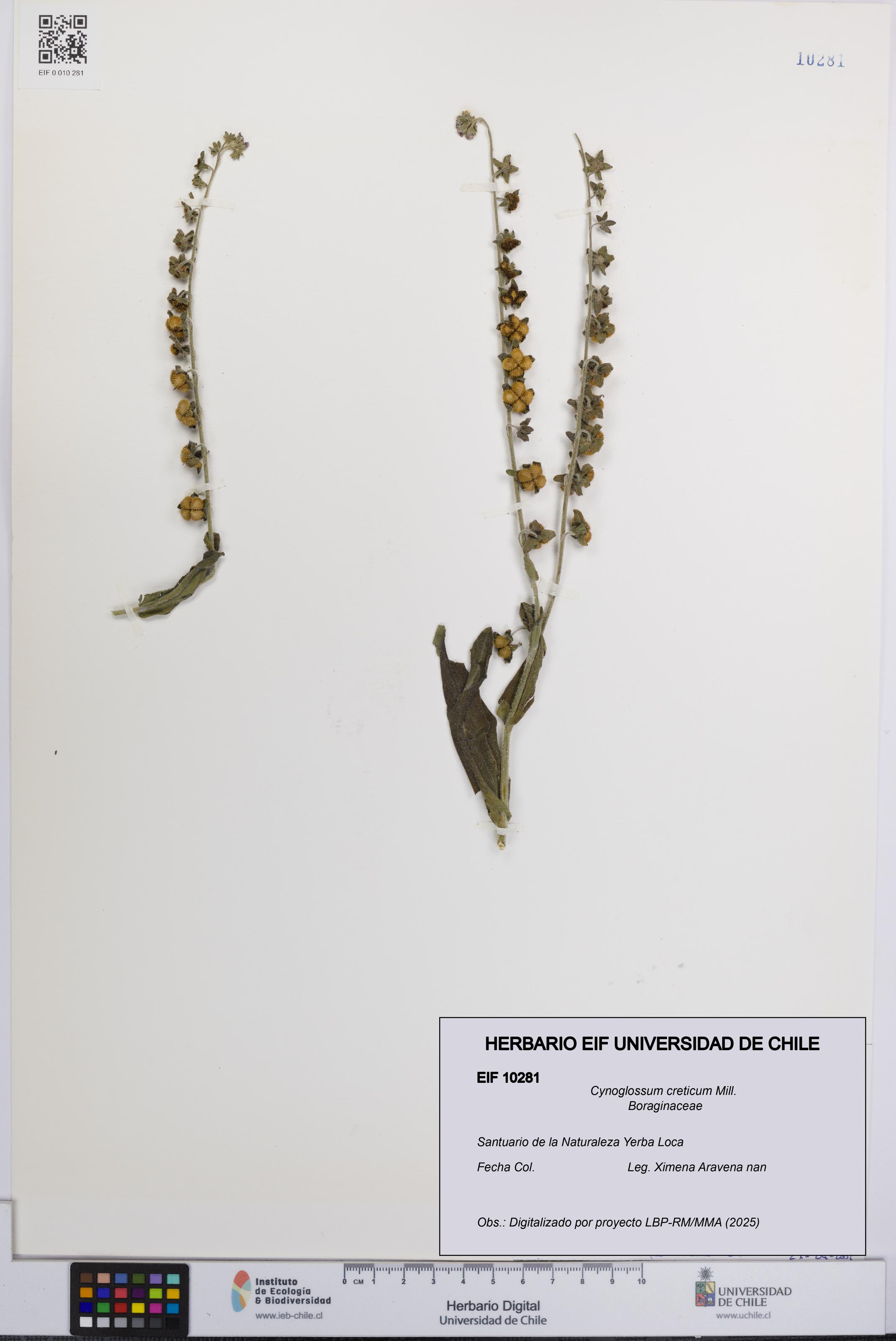 Cynoglossum creticum [Espécimen: UCH:EIF:0010281]