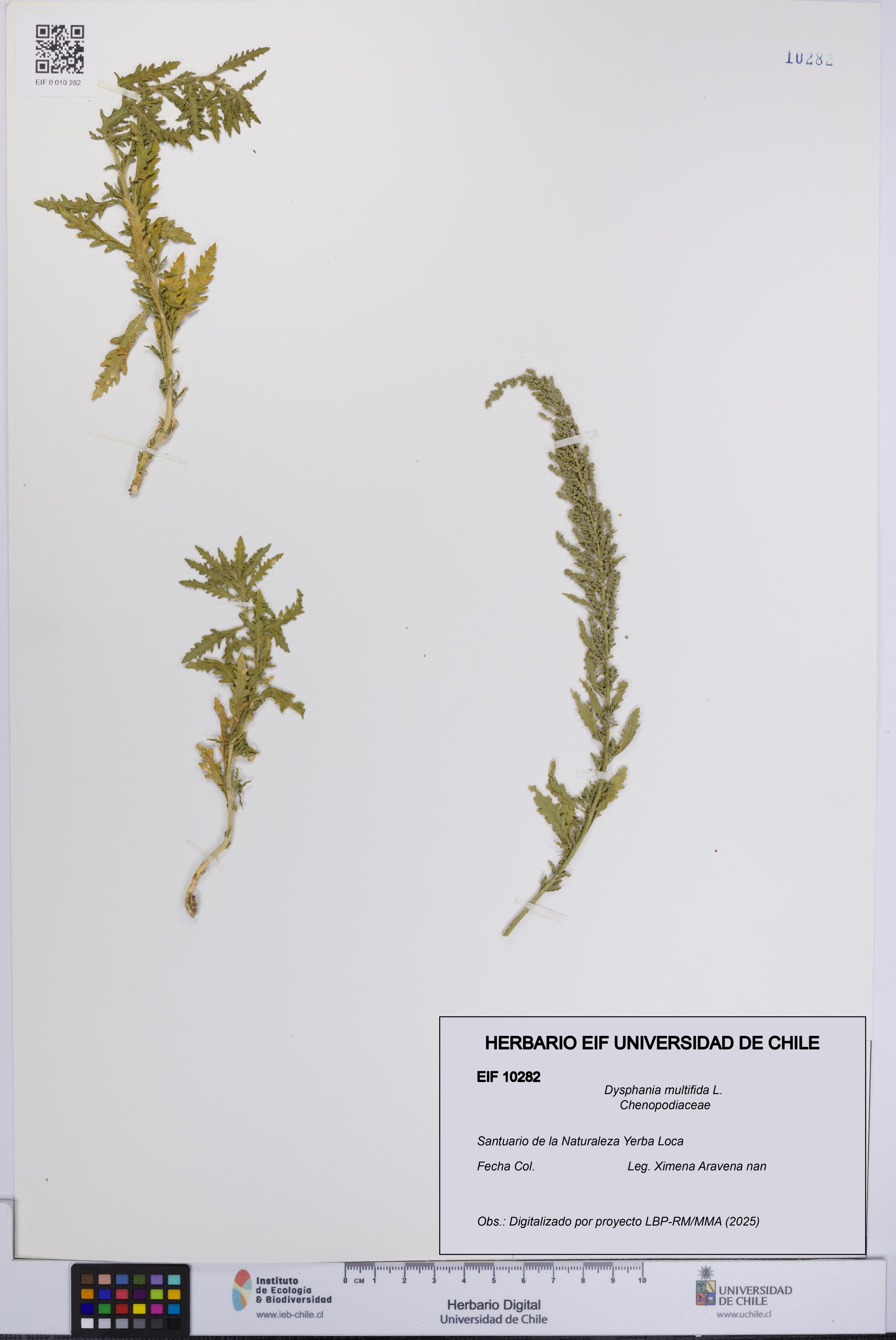 Dysphania multifida [Espécimen: UCH:EIF:0010282]