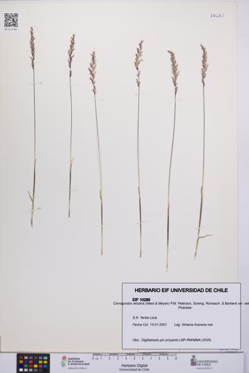 Cinnagrostis velutina var. velutina [Espécimen: UCH:EIF:0010285]