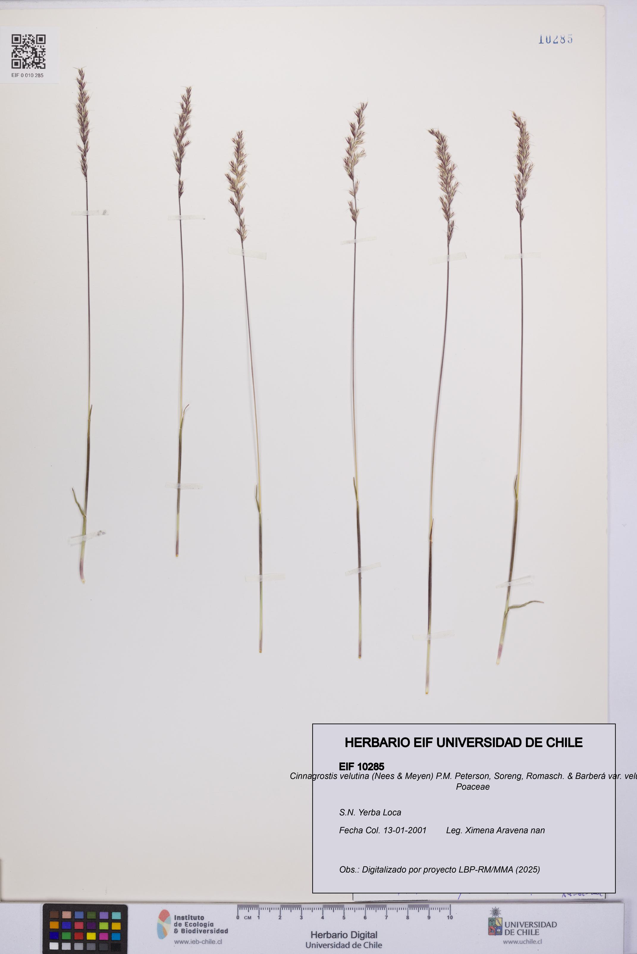 Cinnagrostis velutina var. velutina [Espécimen: UCH:EIF:0010285]