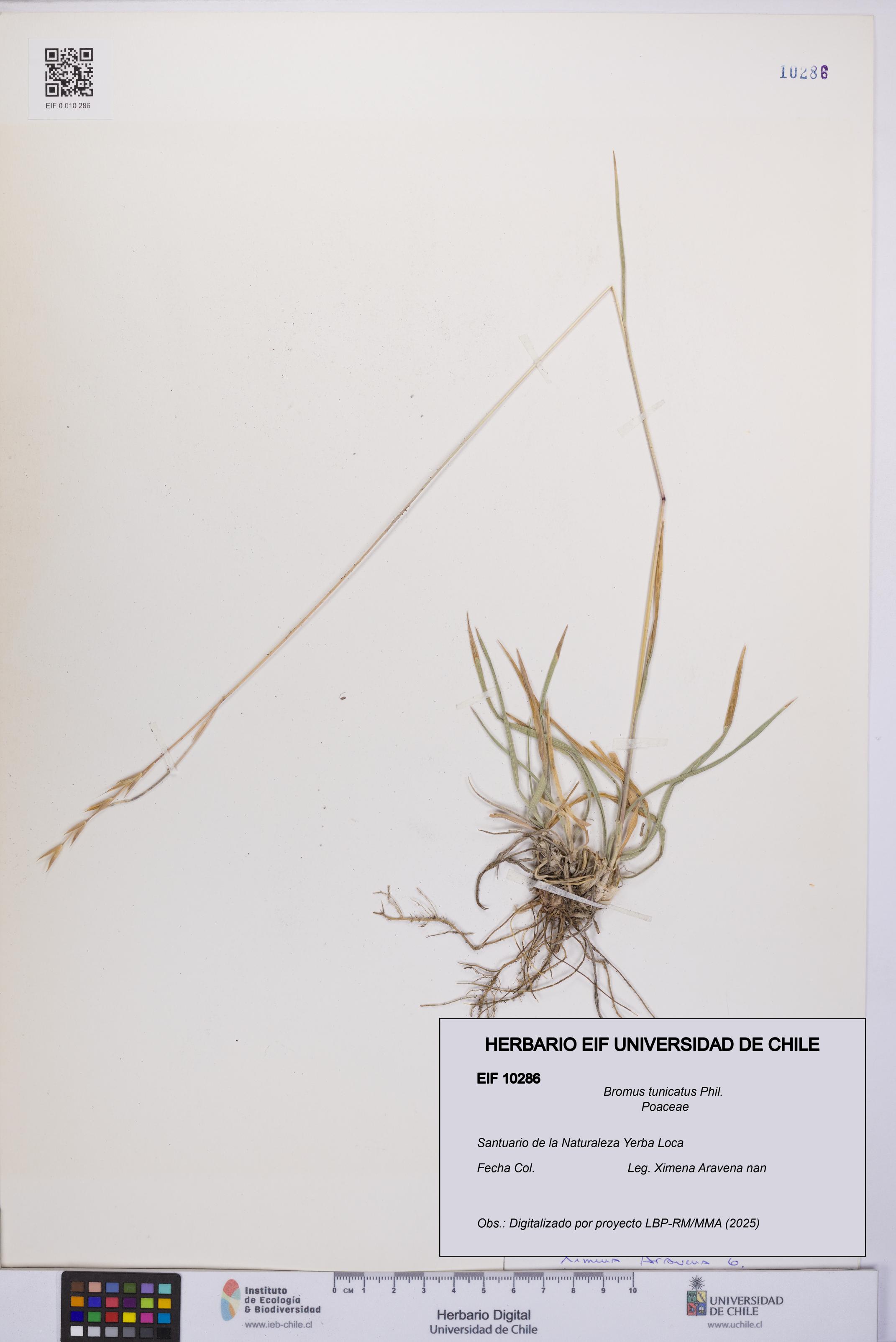 Bromus tunicatus [Espécimen: UCH:EIF:0010286]