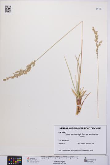 Festuca acanthophylla [Espécimen: UCH:EIF:0010287]