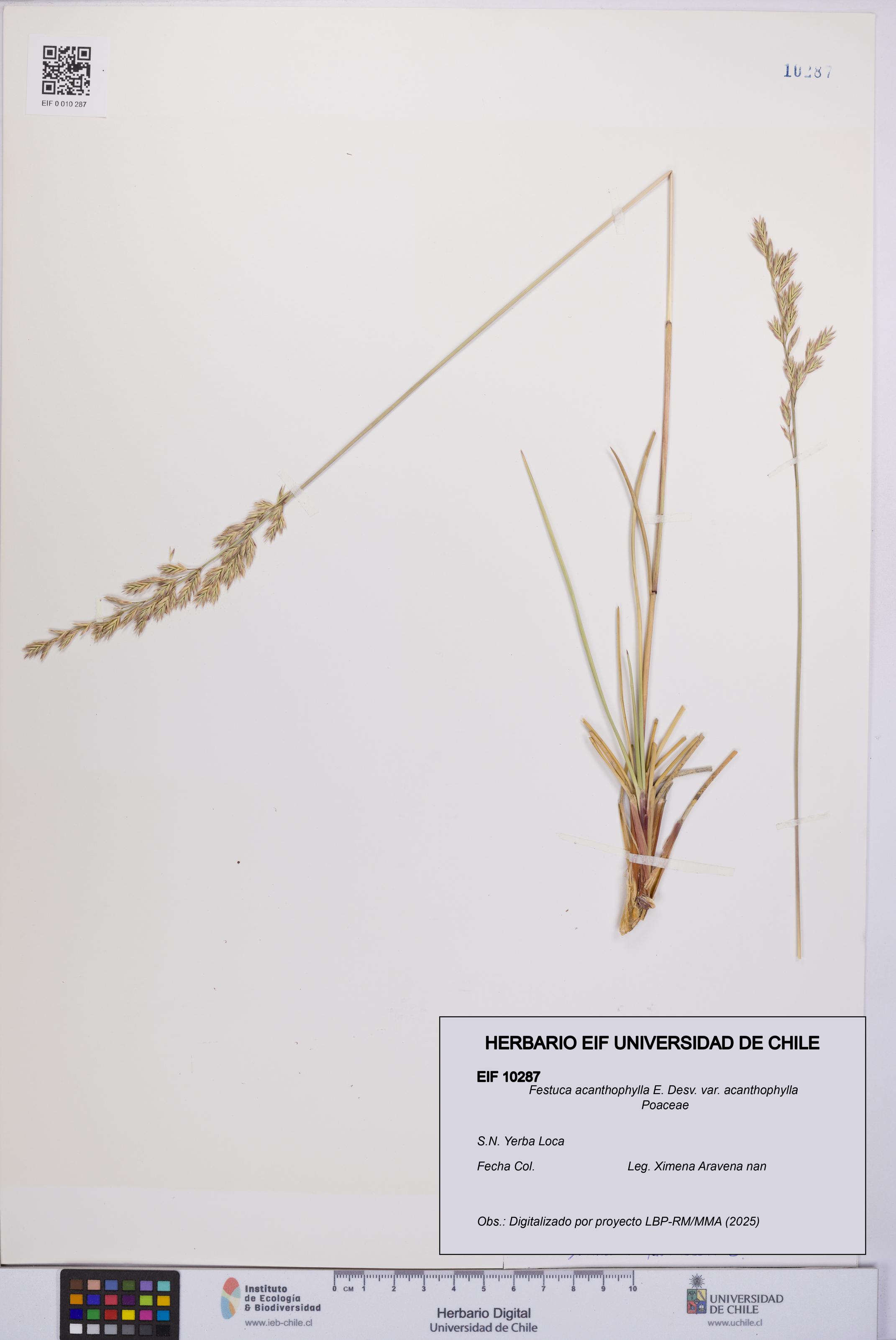 Festuca acanthophylla [Espécimen: UCH:EIF:0010287]