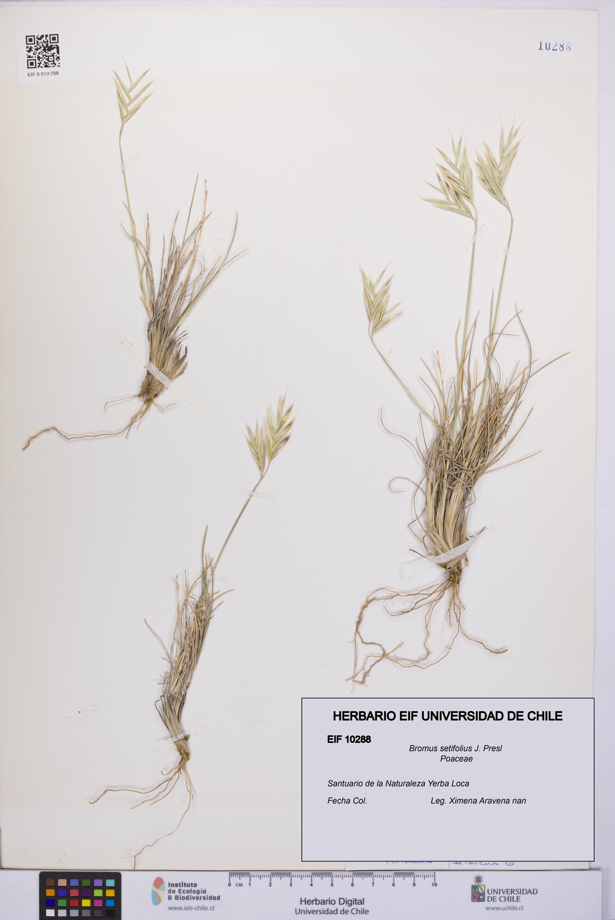 Bromus setifolius [Espécimen: UCH:EIF:0010288]