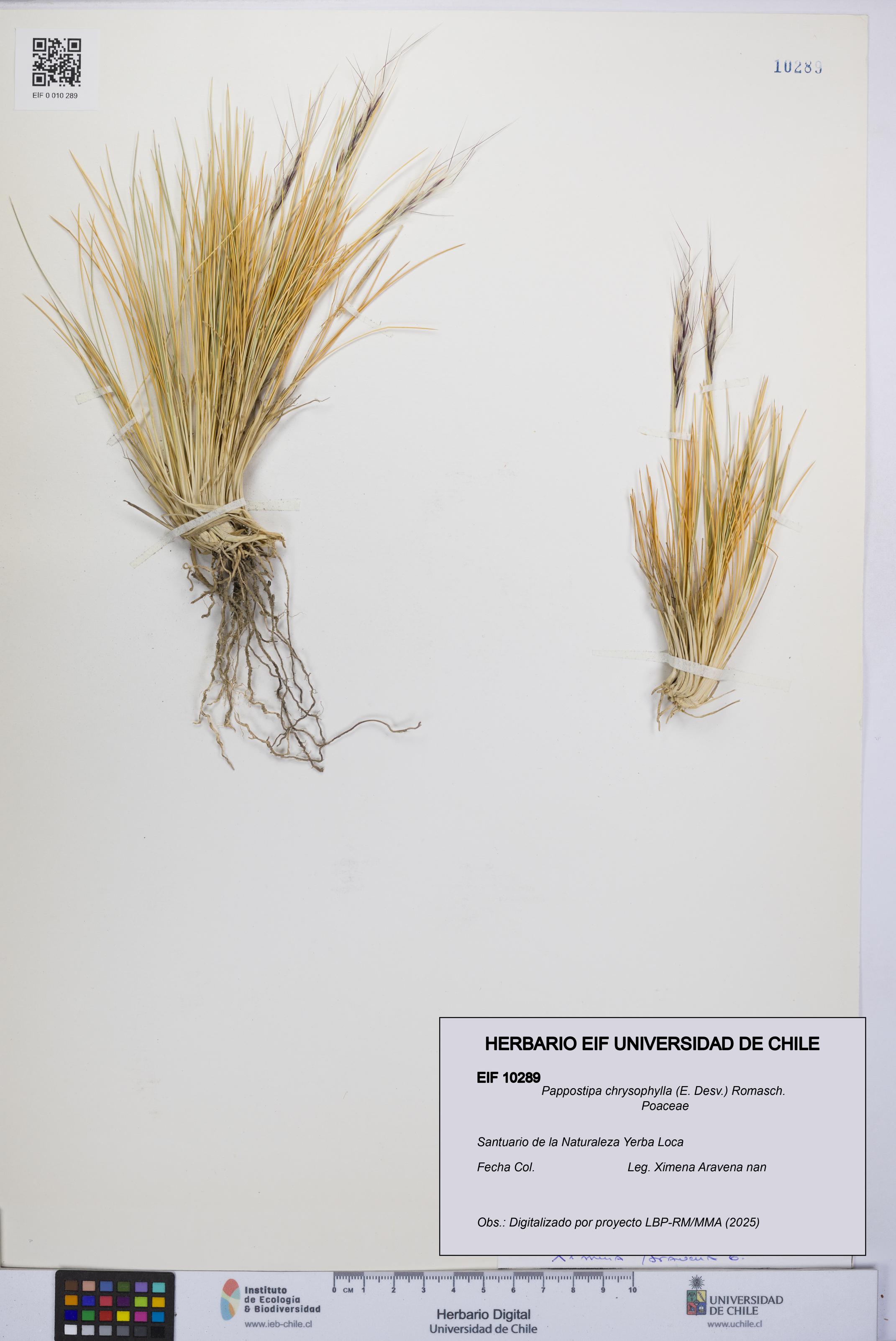 Pappostipa chrysophylla [Espécimen: UCH:EIF:0010289]