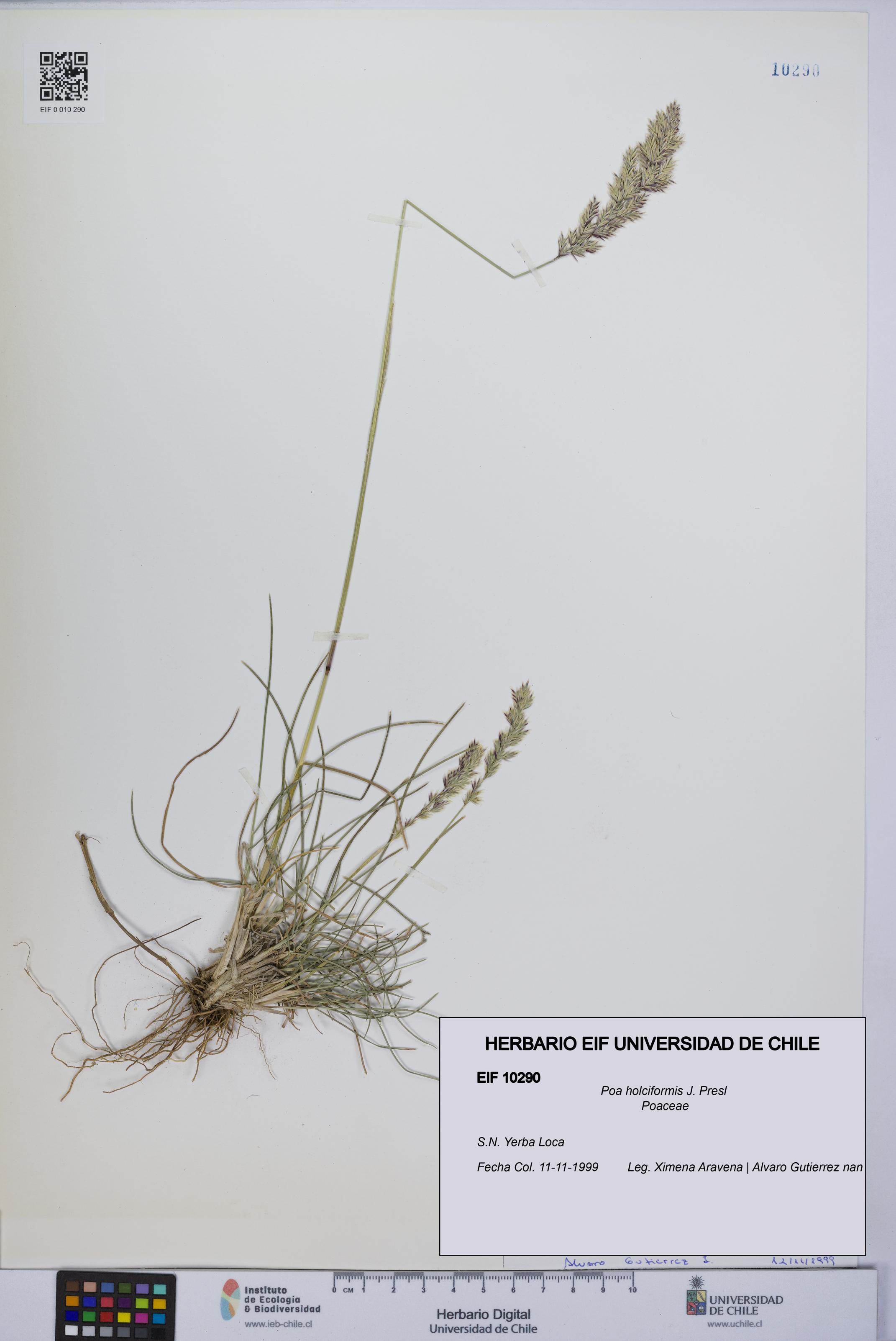 Poa holciformis [Espécimen: UCH:EIF:0010290]