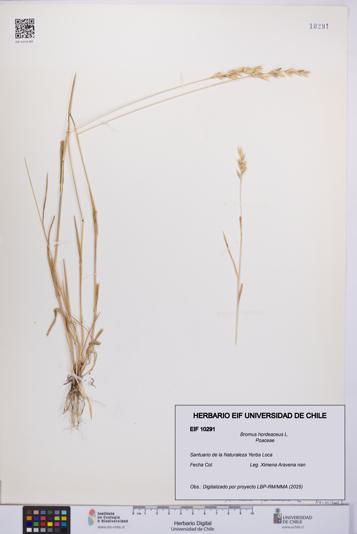 Bromus hordeaceus [Espécimen: UCH:EIF:0010291]