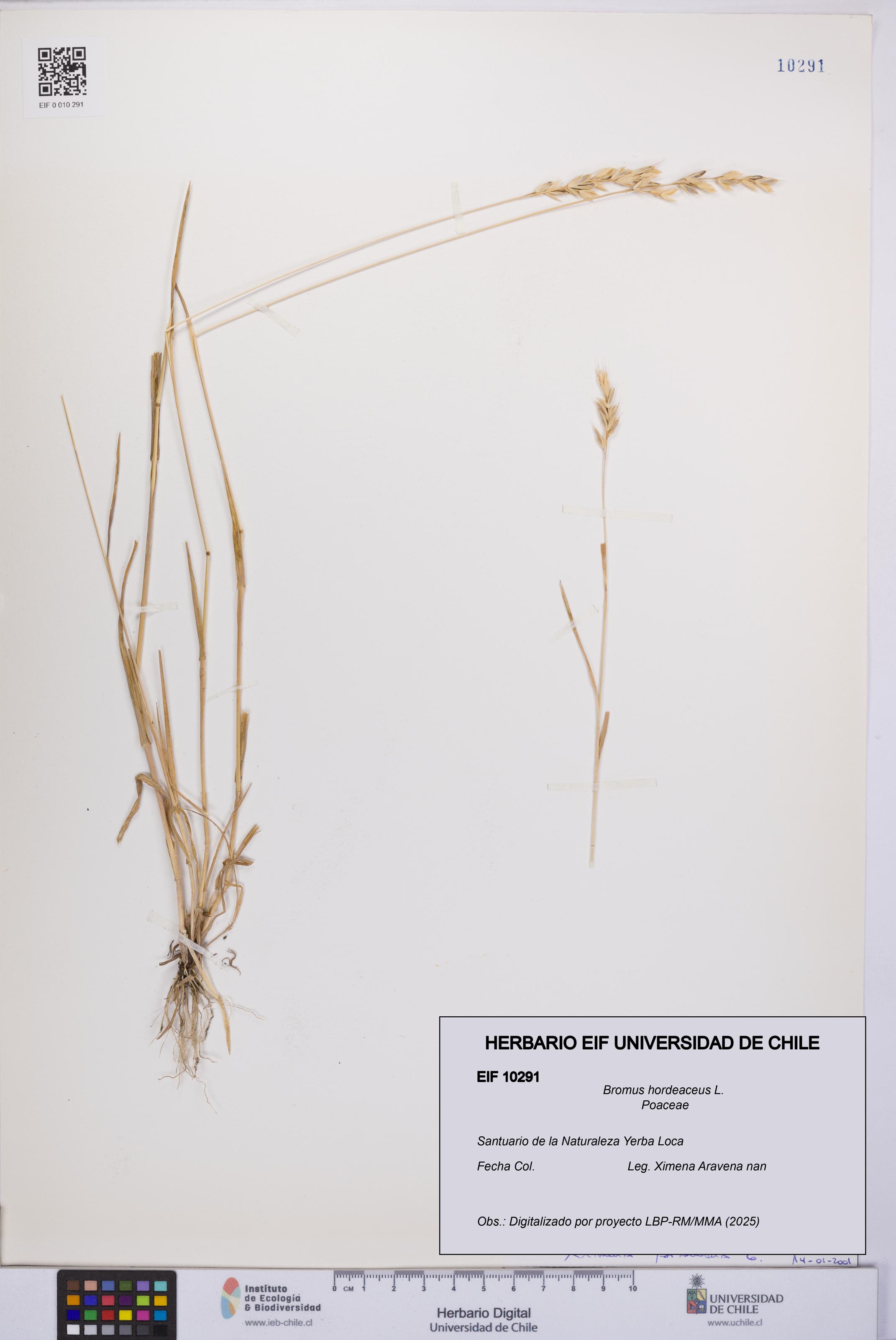 Bromus hordeaceus [Espécimen: UCH:EIF:0010291]