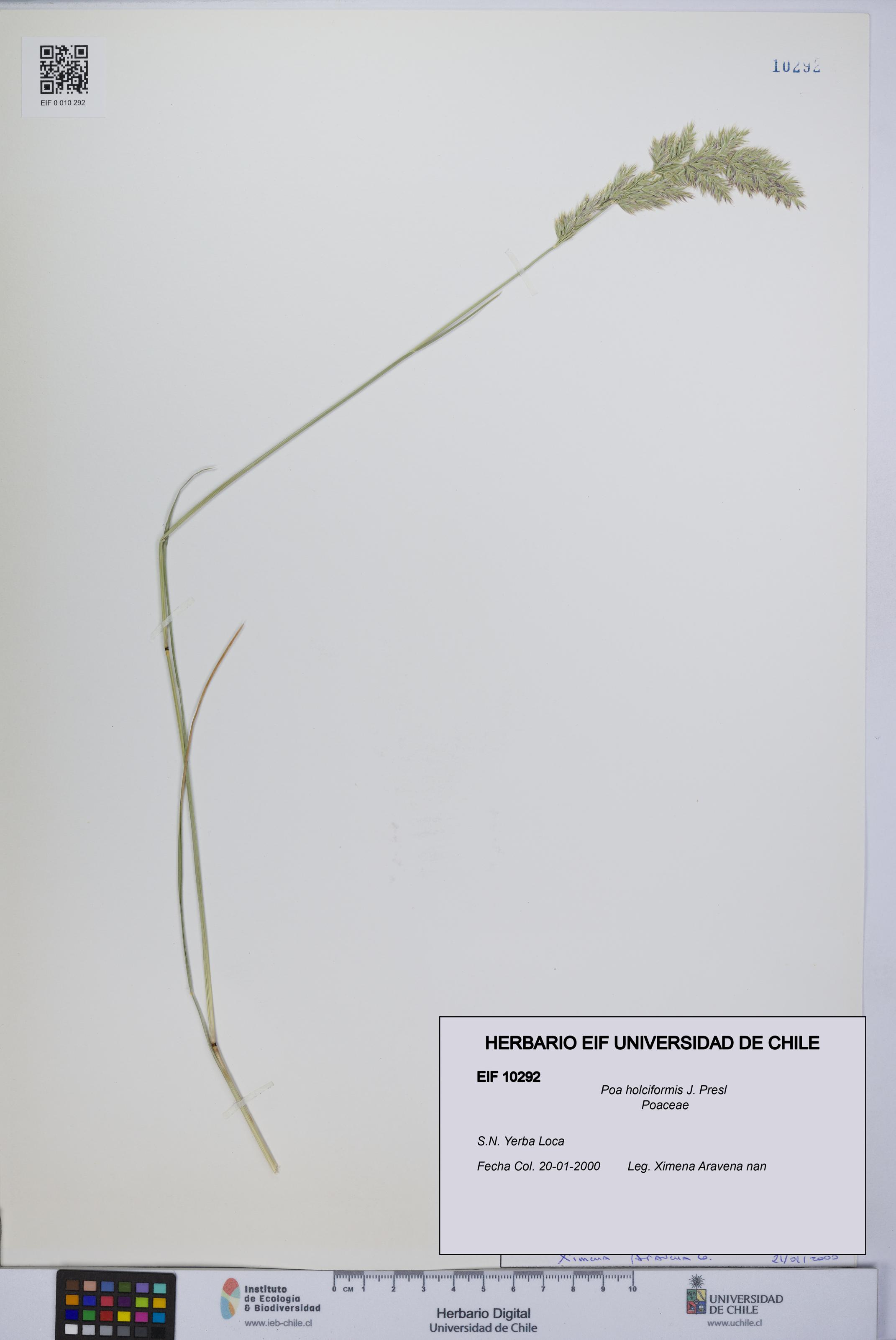 Poa holciformis [Espécimen: UCH:EIF:0010292]