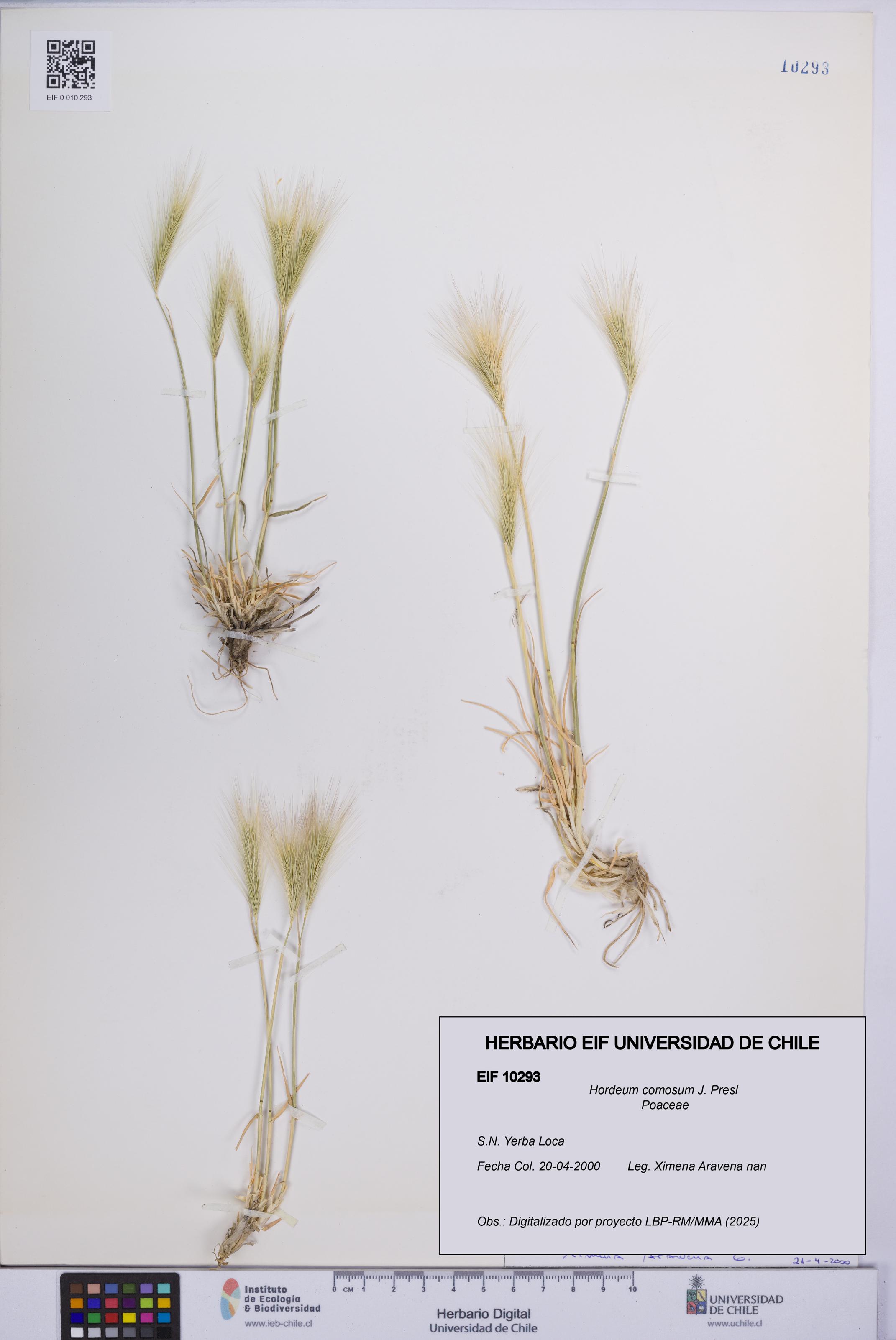 Hordeum comosum [Espécimen: UCH:EIF:0010293]