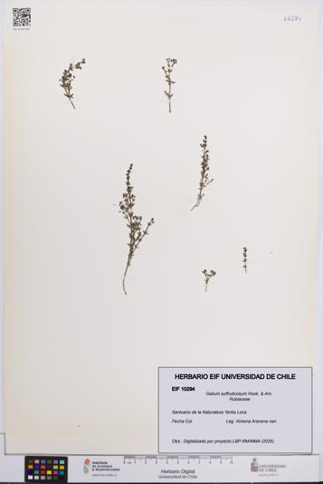 Galium suffruticosum [Espécimen: UCH:EIF:0010294]