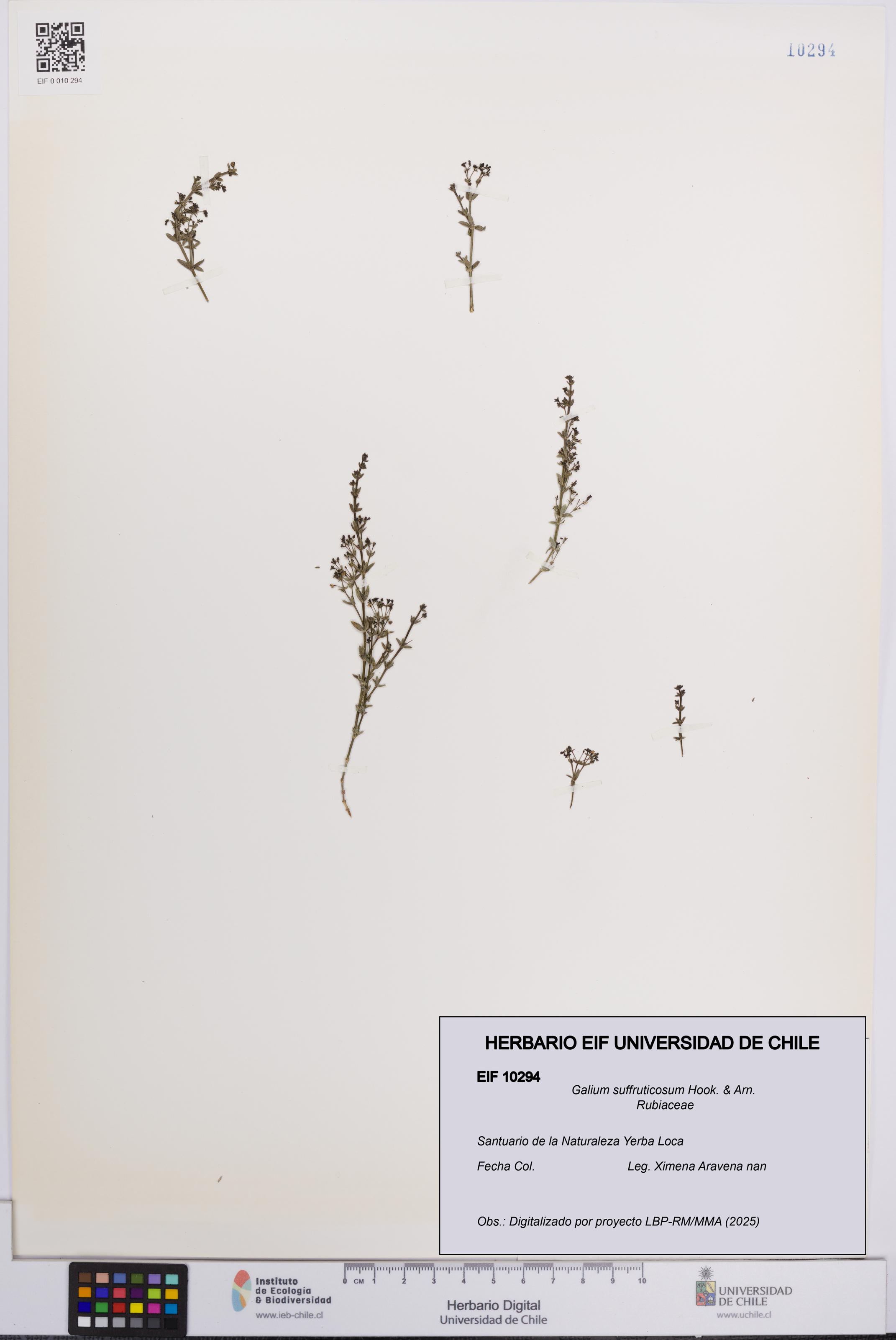 Galium suffruticosum [Espécimen: UCH:EIF:0010294]