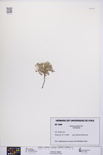 Oxalis penicillata [Espécimen: UCH:EIF:0010295]