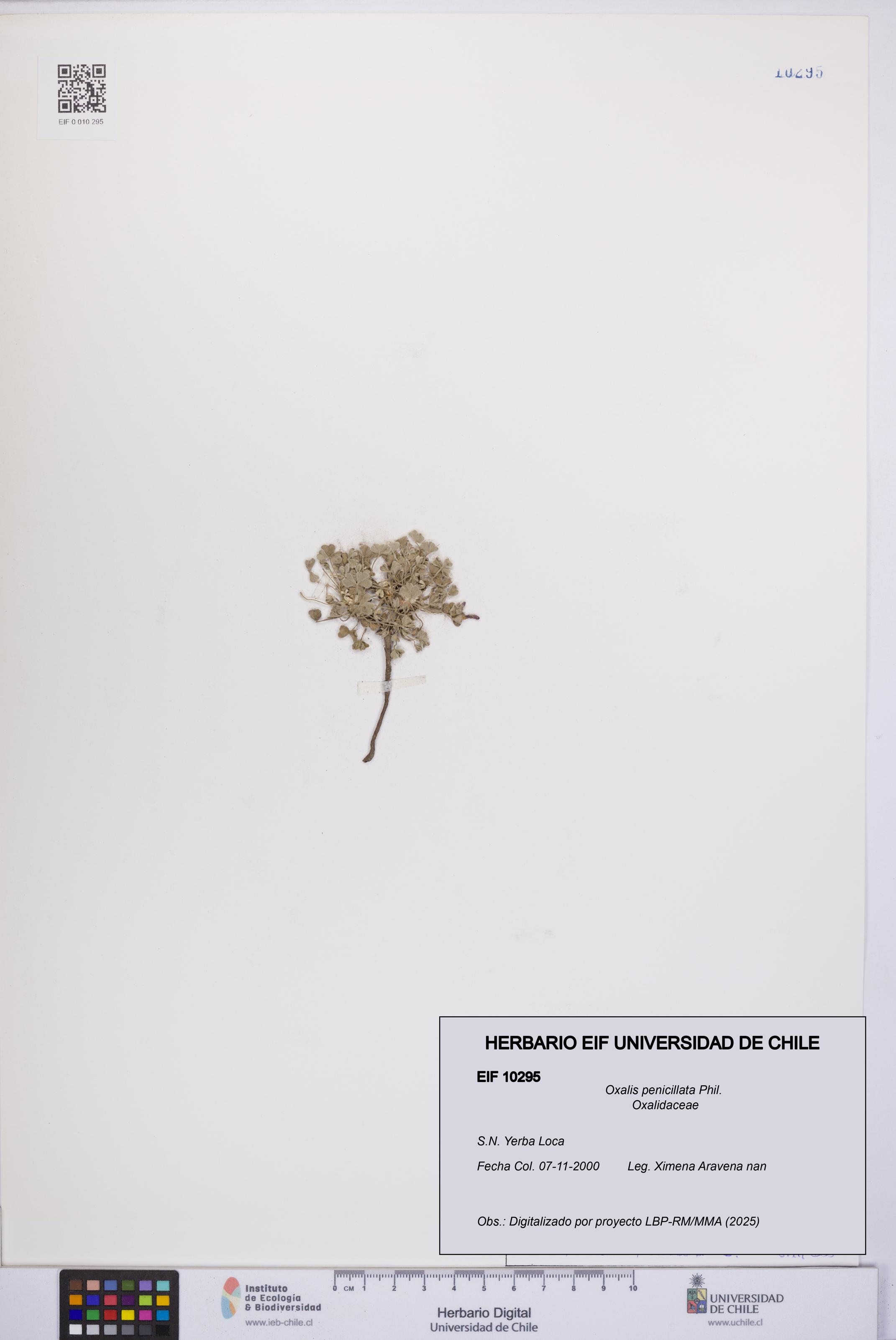 Oxalis penicillata [Espécimen: UCH:EIF:0010295]
