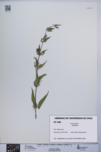 Urtica dioica [Espécimen: UCH:EIF:0010296]