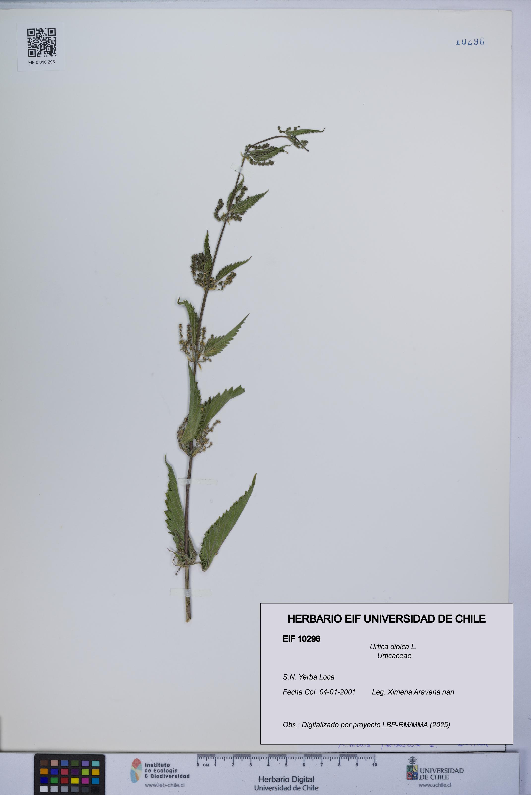 Urtica dioica [Espécimen: UCH:EIF:0010296]