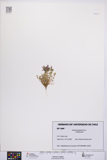 Oxalis squamata [Espécimen: UCH:EIF:0010297]