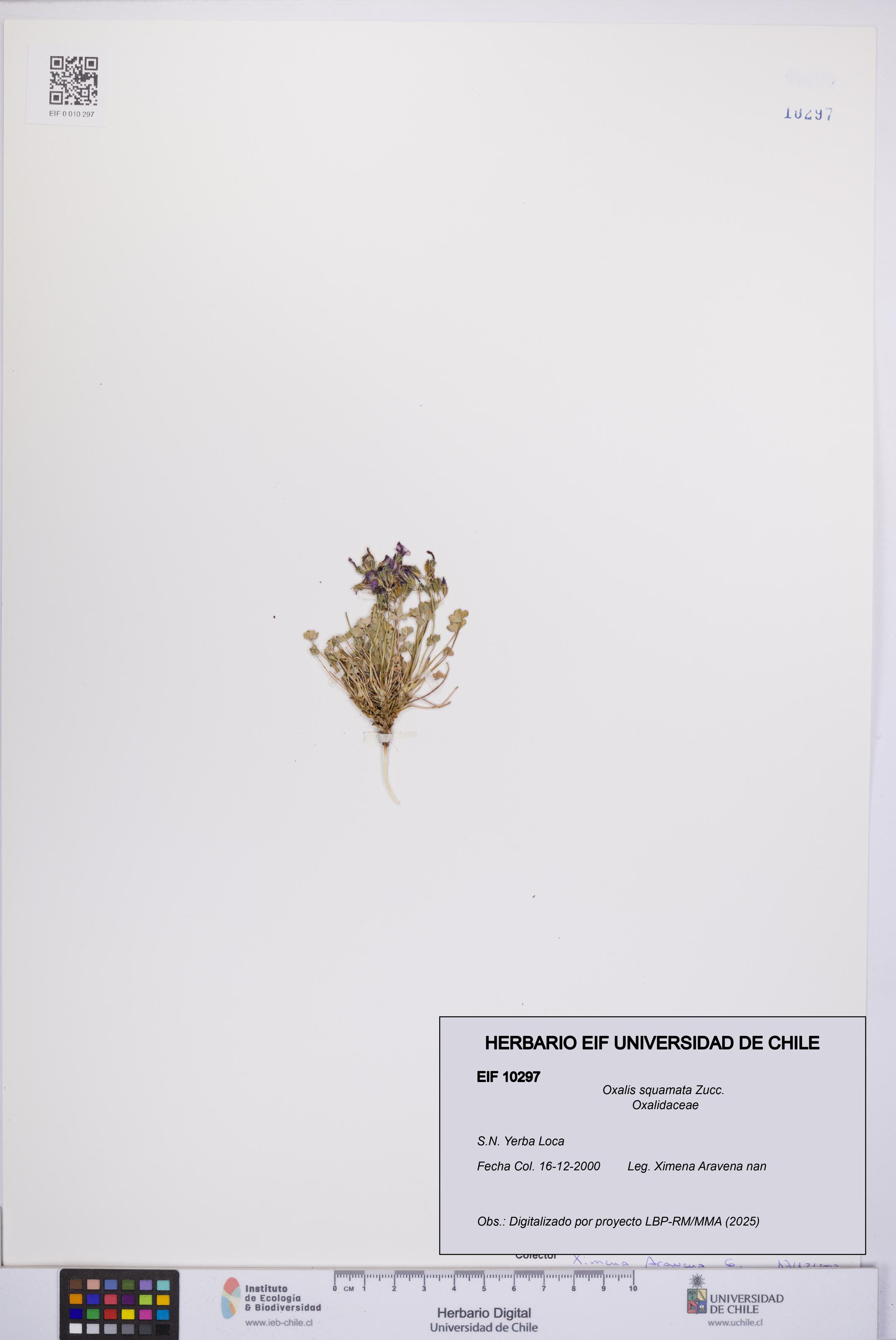 Oxalis squamata [Espécimen: UCH:EIF:0010297]