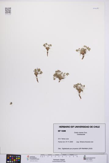 Oxalis cinerea [Espécimen: UCH:EIF:0010298]