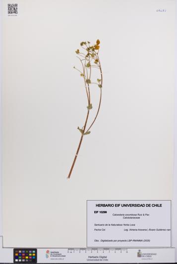 Calceolaria corymbosa [Espécimen: UCH:EIF:0010299]