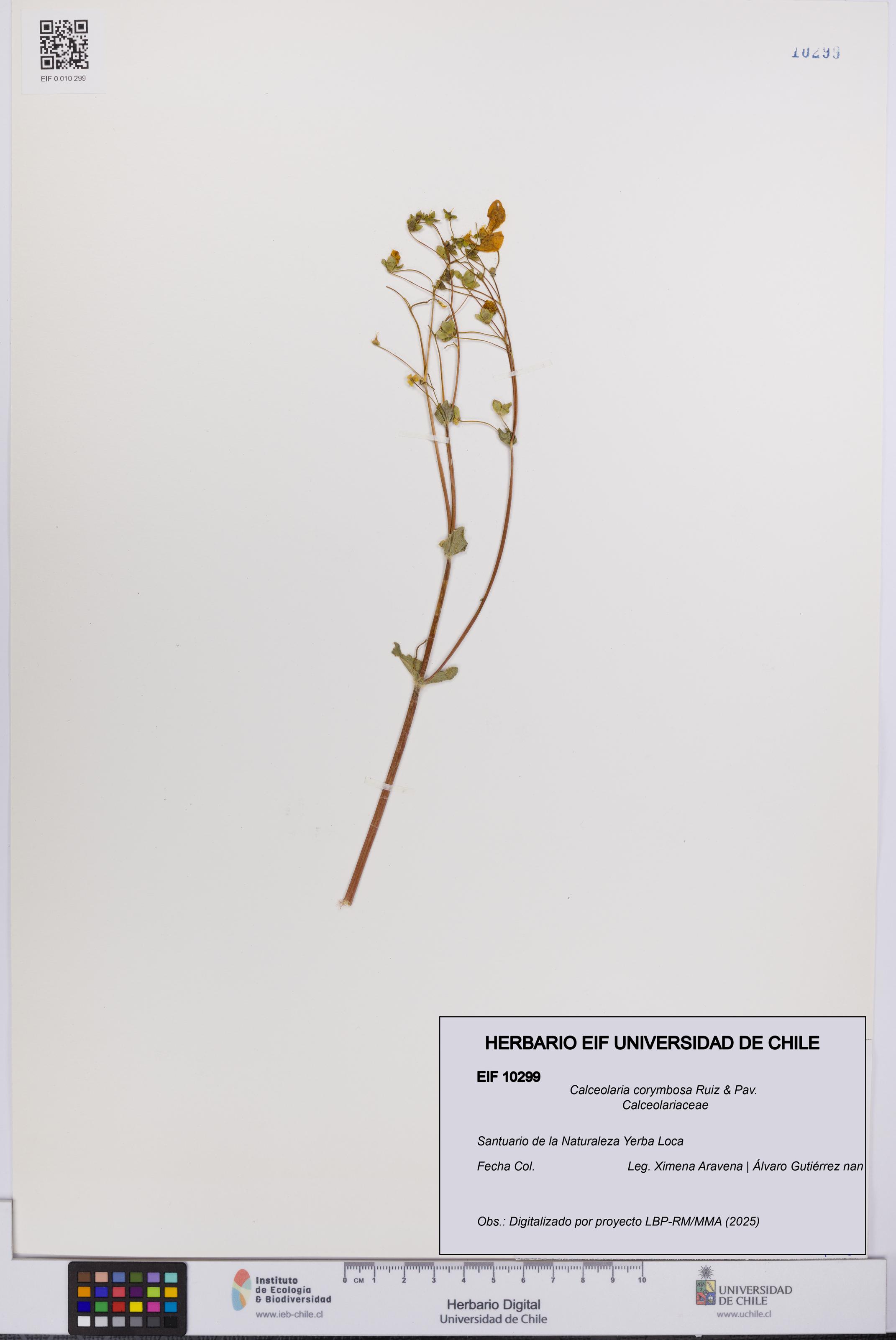 Calceolaria corymbosa [Espécimen: UCH:EIF:0010299]