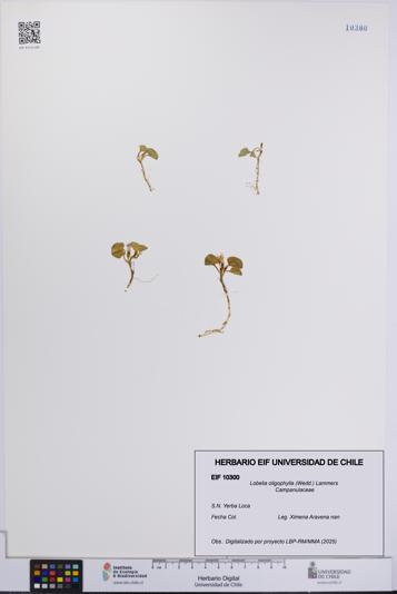 Lobelia oligophylla [Espécimen: UCH:EIF:0010300]