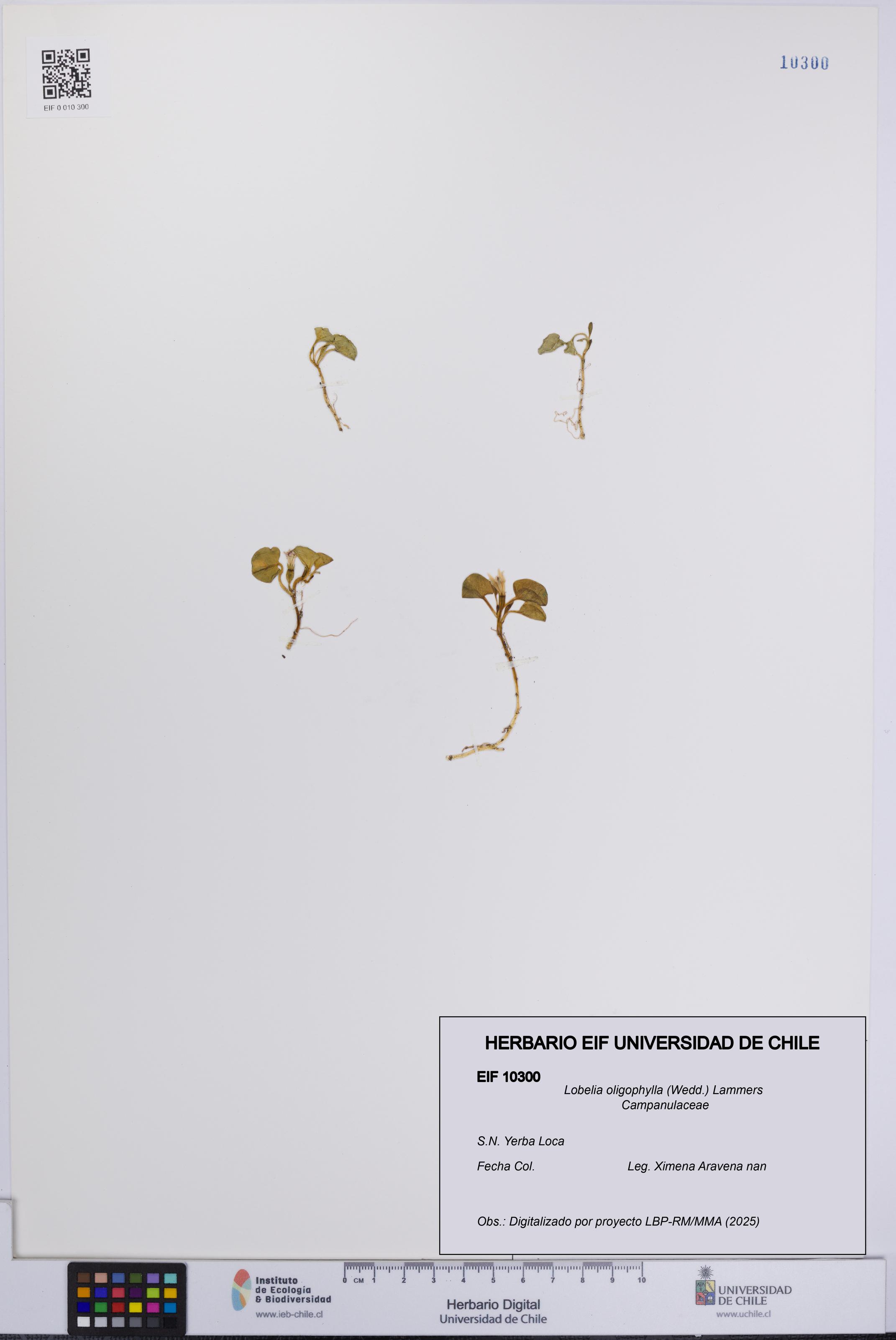 Lobelia oligophylla [Espécimen: UCH:EIF:0010300]