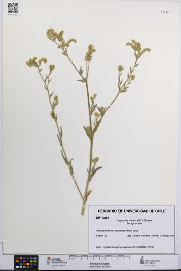 Cryptantha linearis [Espécimen: UCH:EIF:0010301]