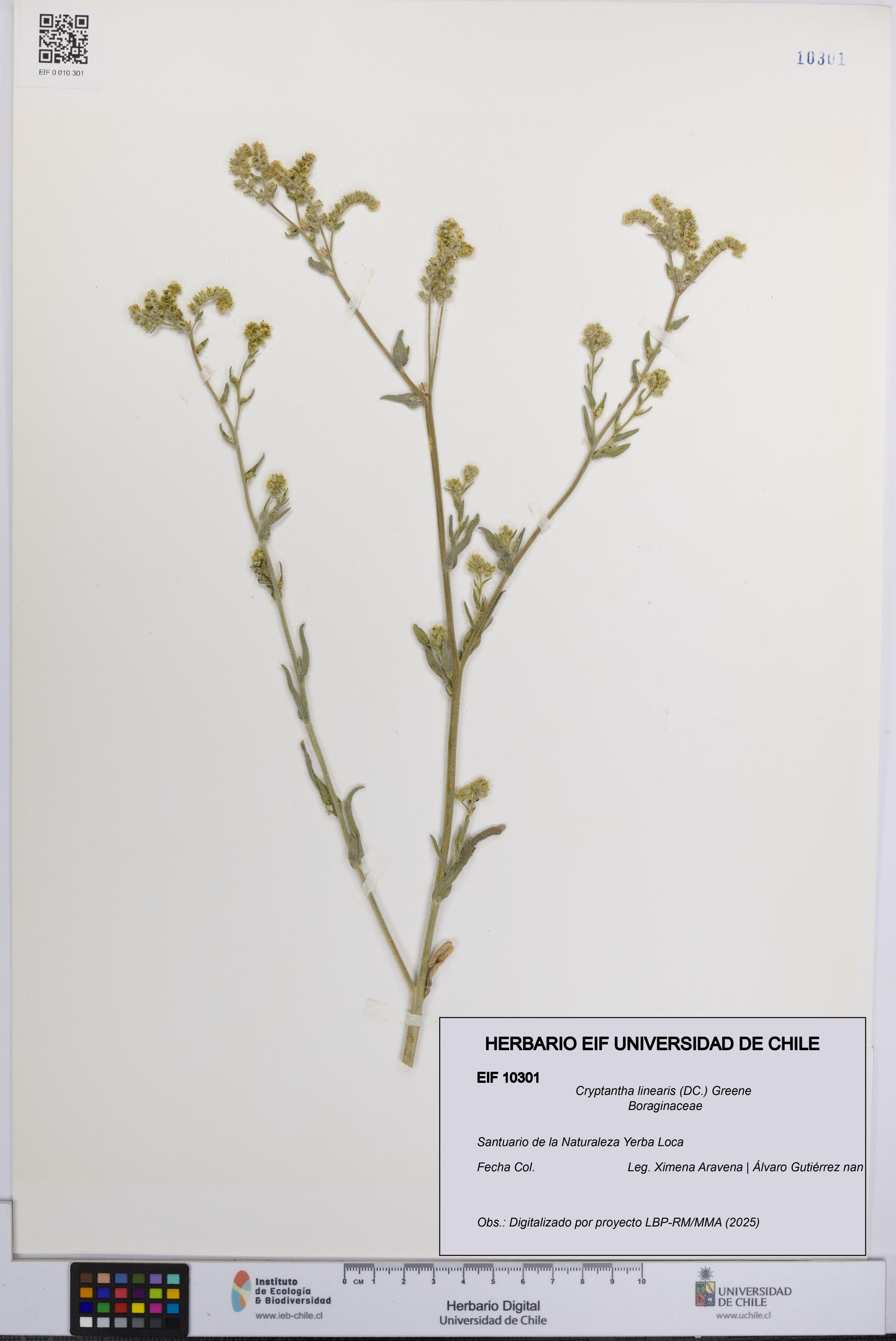 Cryptantha linearis [Espécimen: UCH:EIF:0010301]