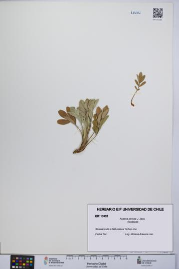 Acaena sericea [Espécimen: UCH:EIF:0010302]