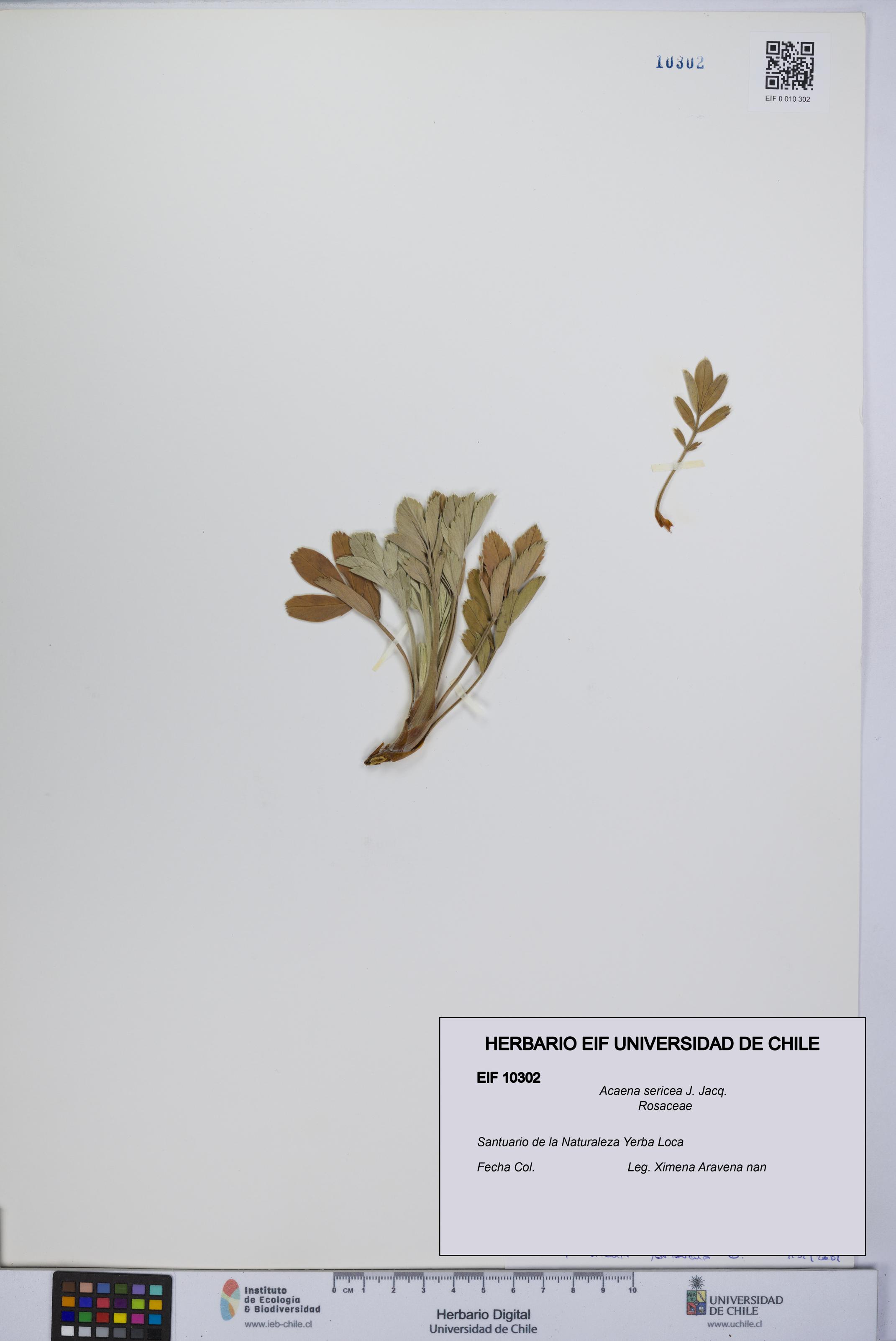Acaena sericea [Espécimen: UCH:EIF:0010302]