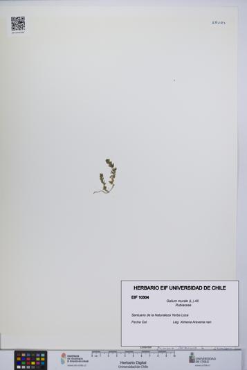 Galium murale [Espécimen: UCH:EIF:0010304]