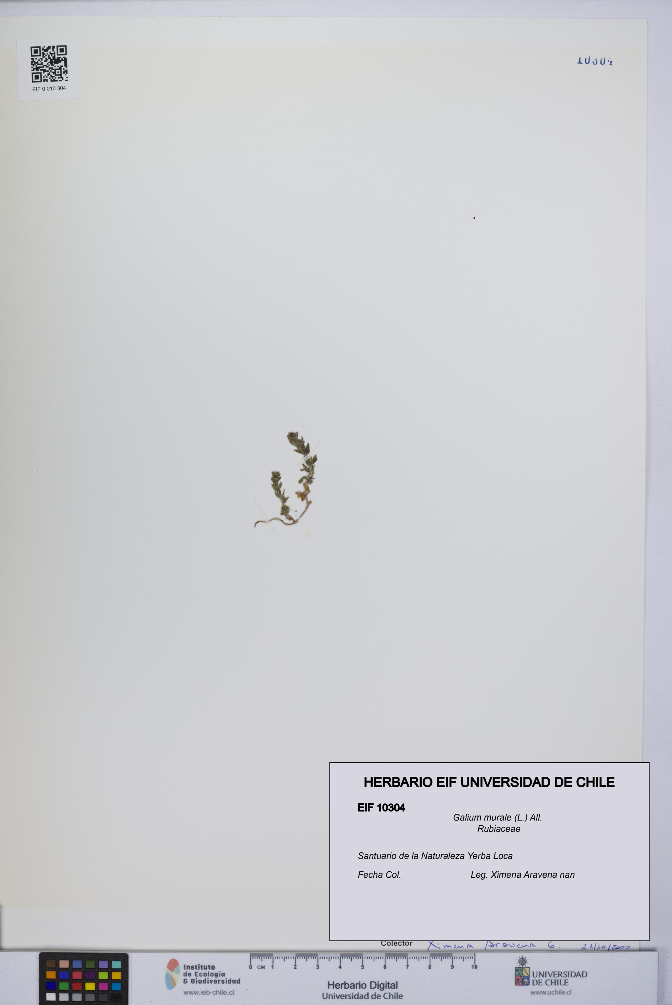 Galium murale [Espécimen: UCH:EIF:0010304]