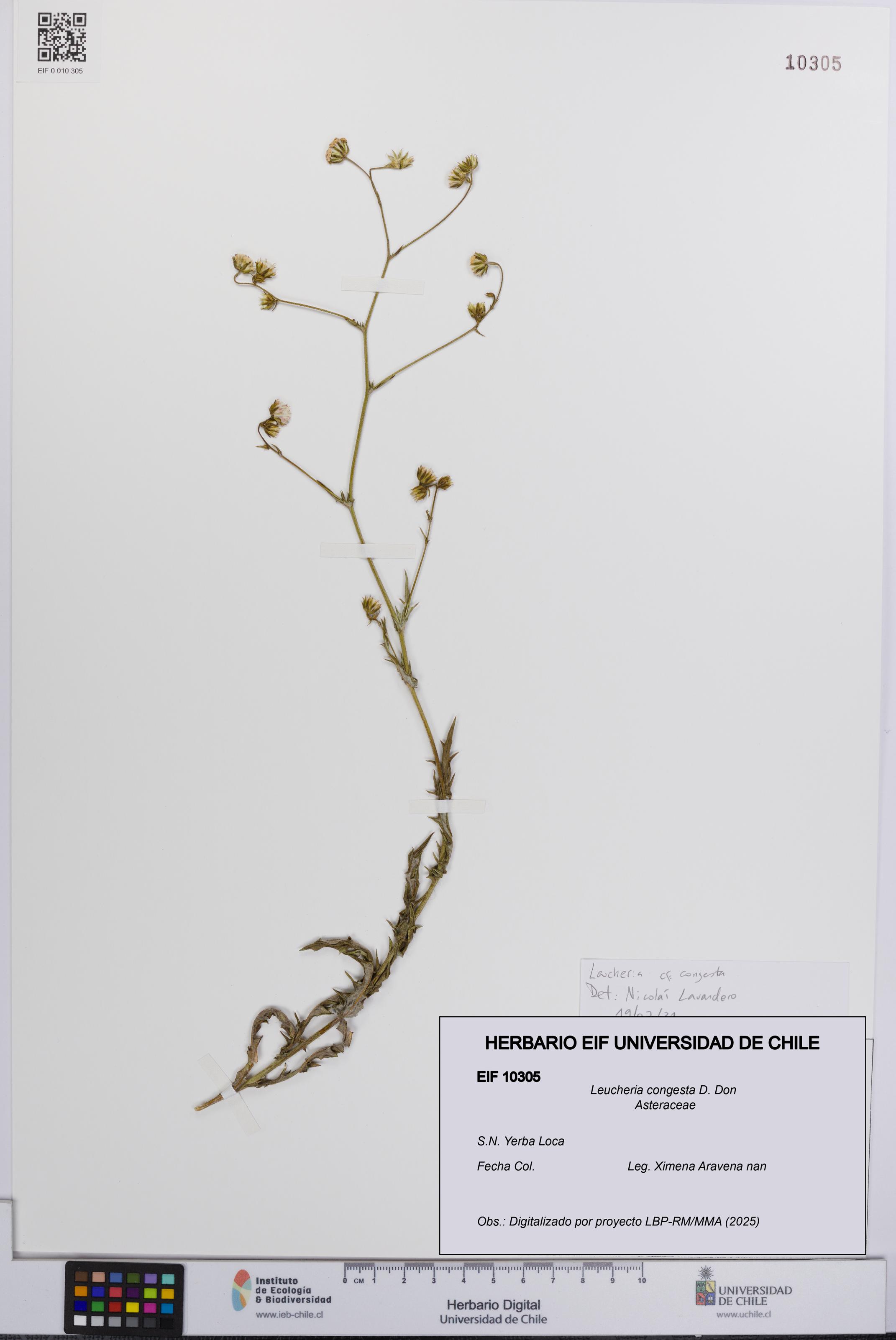 Leucheria congesta [Espécimen: UCH:EIF:0010305]