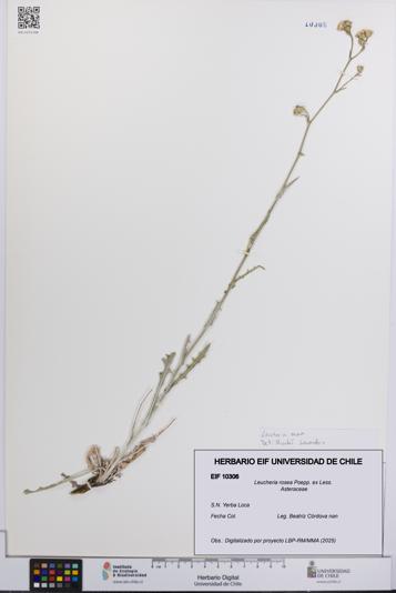 Leucheria rosea [Espécimen: UCH:EIF:0010306]