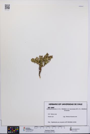 Gaultheria pumila var. leucocarpa [Espécimen: UCH:EIF:0010307]