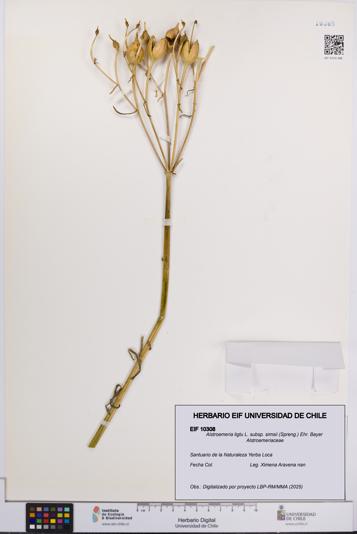 Alstroemeria ligtu subsp. simsii [Espécimen: UCH:EIF:0010308]