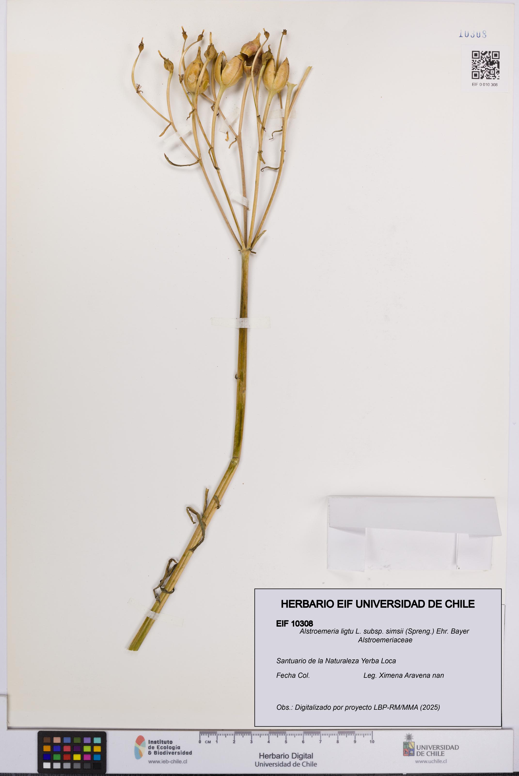 Alstroemeria ligtu subsp. simsii [Espécimen: UCH:EIF:0010308]
