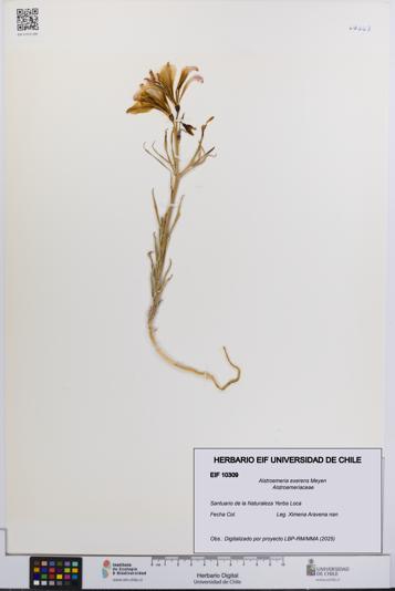 Alstroemeria exerens [Espécimen: UCH:EIF:0010309]